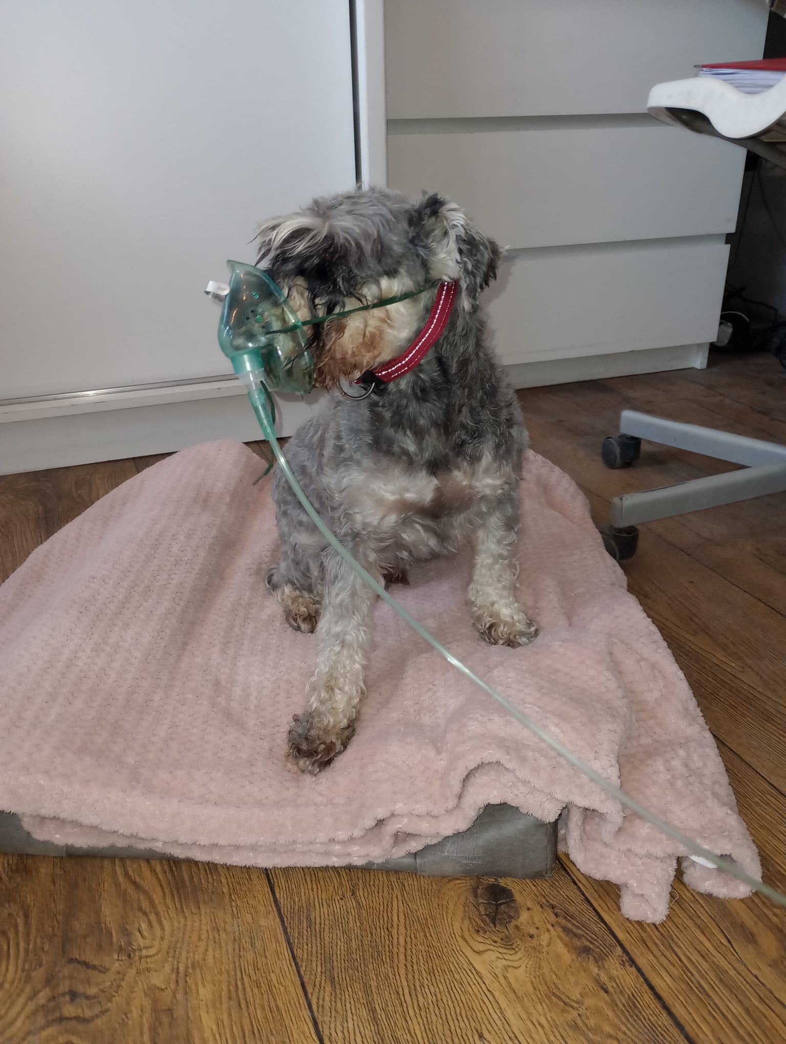 piesek z maską tlenową